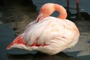 Flamingo,Greater13.jpg Slide 78
