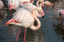 Flamingo,Greater14.jpg Slide 79