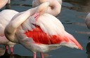 Flamingo,Greater15.jpg Slide 80
