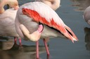 Flamingo,Greater16.jpg Slide 81