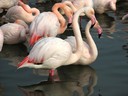 Flamingo,Greater17.jpg Slide 82