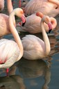 Flamingo,Greater18.jpg Slide 83