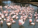 Flamingo,Greater20.jpg Slide 85