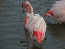 Flamingo,Greater21.jpg Slide 86