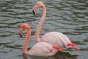 Flamingo,Greater22.jpg Slide 87