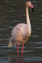 Flamingo,Greater23.jpg Slide 88