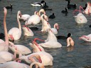 Flamingo,Greater24.jpg Slide 89