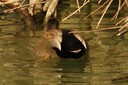 Gadwall01.jpg Slide 90