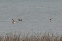 Garganey01.jpg Slide 91