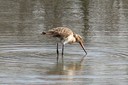 Godwit,Black-tailed01.jpg Slide 92