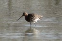 Godwit,Black-tailed02.jpg Slide 93