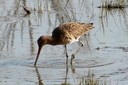 Godwit,Black-tailed03.jpg Slide 94