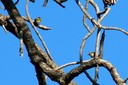 Goldcrest01.jpg Slide 95