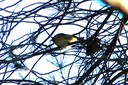 Goldcrest02.jpg Slide 96