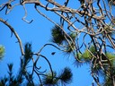 Goldcrest03.jpg Slide 97
