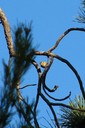 Goldcrest04.jpg Slide 98