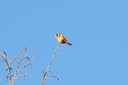 Goldfinch,European01.jpg Slide 99
