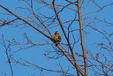 Goldfinch,European02.jpg Slide 100