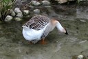 Goose,Chinese01.jpg Slide 101