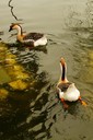 Goose,Chinese02.jpg Slide 102