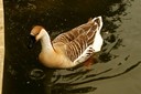 Goose,Chinese03.jpg Slide 103