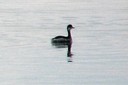 Grebe,Eared01.jpg Slide 105