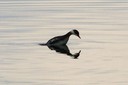 Grebe,Eared03.jpg Slide 107