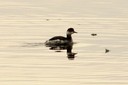 Grebe,Eared04.jpg Slide 108