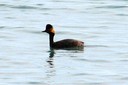 Grebe,Eared05.jpg Slide 109