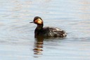 Grebe,Eared07.jpg Slide 111