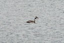 Grebe,GreatCrested01.jpg Slide 112