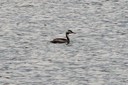 Grebe,GreatCrested02.jpg Slide 113