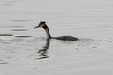 Grebe,GreatCrested04.jpg Slide 115