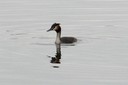 Grebe,GreatCrested05.jpg Slide 116