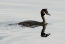 Grebe,GreatCrested06.jpg Slide 117