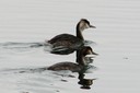 Grebe,GreatCrested07.jpg Slide 118