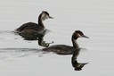 Grebe,GreatCrested08.jpg Slide 119