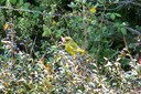 Greenfinch,European01.jpg Slide 120