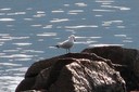 Gull,Audouins01.jpg Slide 121