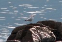 Gull,Audouins02.jpg Slide 122