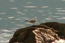Gull,Audouins03.jpg Slide 123