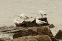 Gull,Black-headed01.jpg Slide 124