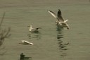 Gull,Black-headed02.jpg Slide 125