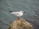 Gull,Black-headed03.jpg Slide 126