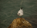 Gull,Black-headed04.jpg Slide 127
