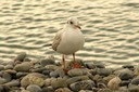 Gull,Black-headed05.jpg Slide 128