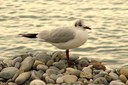 Gull,Black-headed06.jpg Slide 129