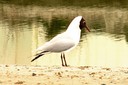 Gull,Black-headed07.jpg Slide 130