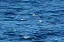 Gull,Little01.jpg Slide 131