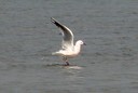 Gull,Slender-billed01.jpg Slide 132